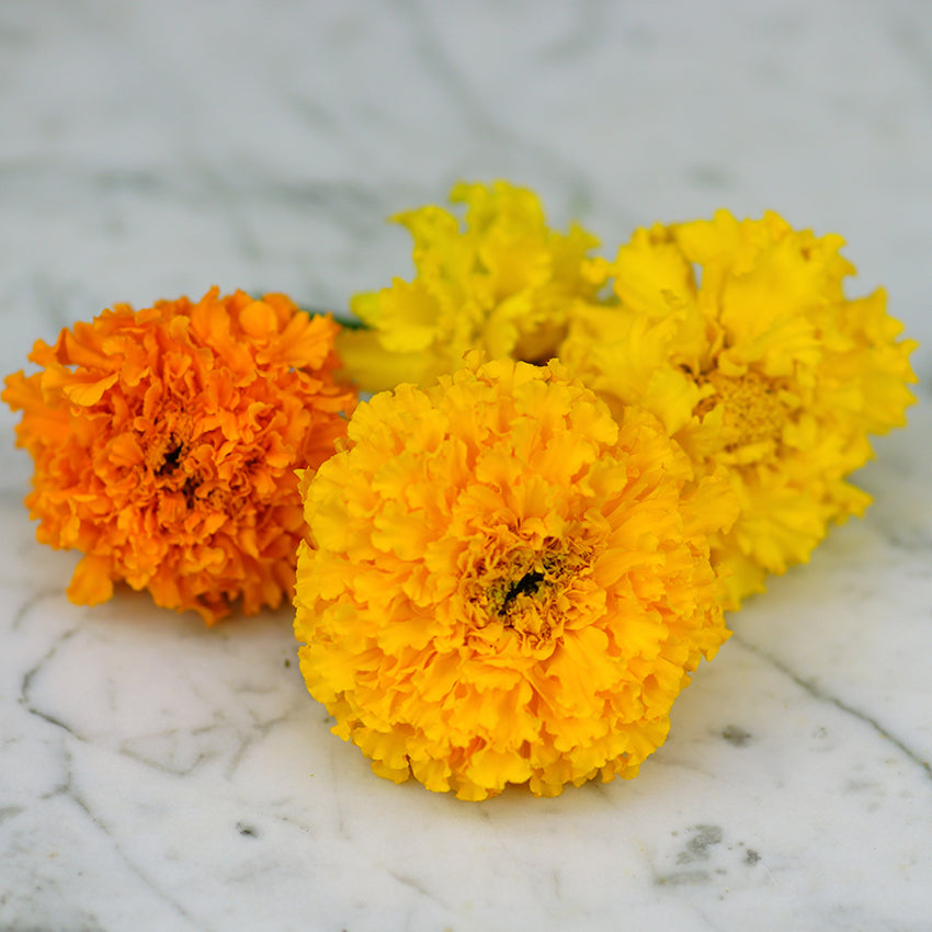 Marigold Seeds, Crackerjack Mix