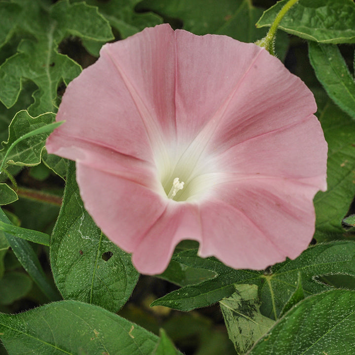 Morning Glory Seeds, Chocolate