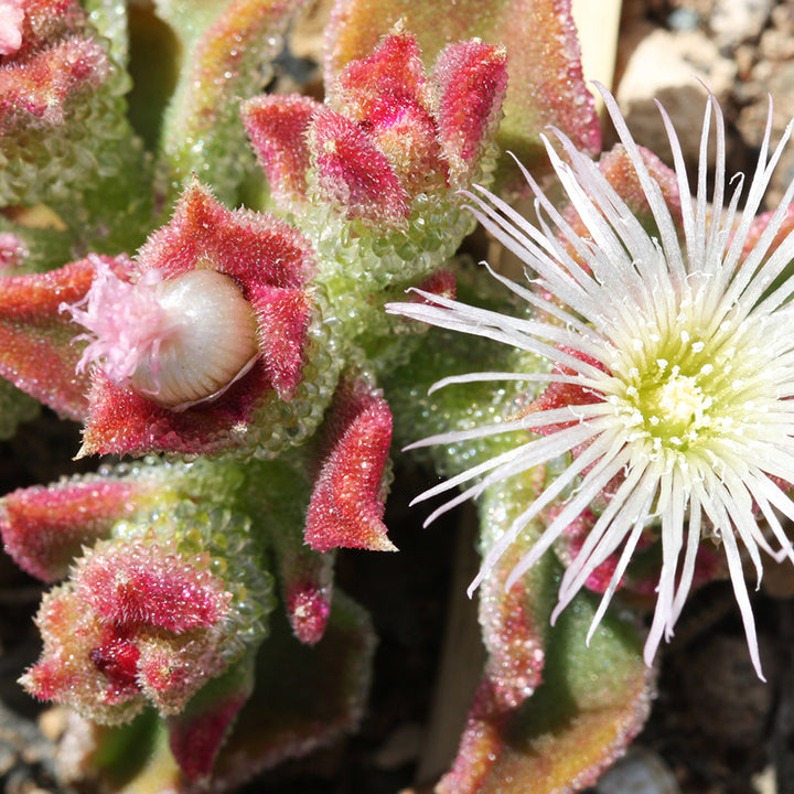 Iceplant Seeds, Succulent