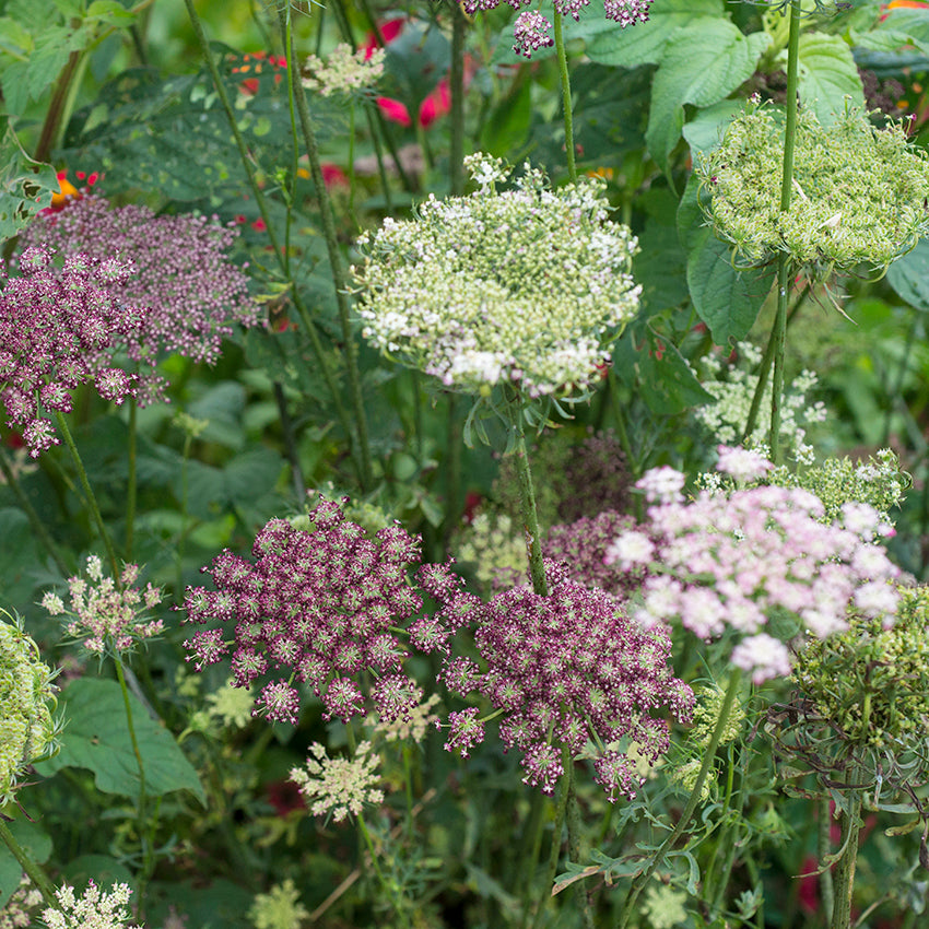 Flowers from Dara Flowering Carrot growing in garden