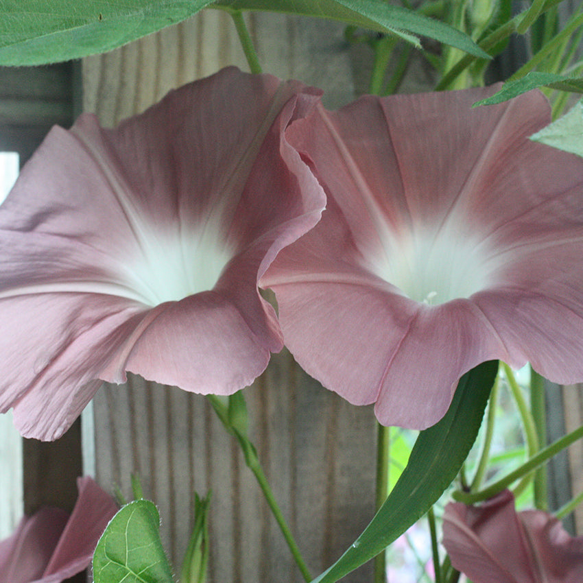 Chocolate Morning Glory growing up post.