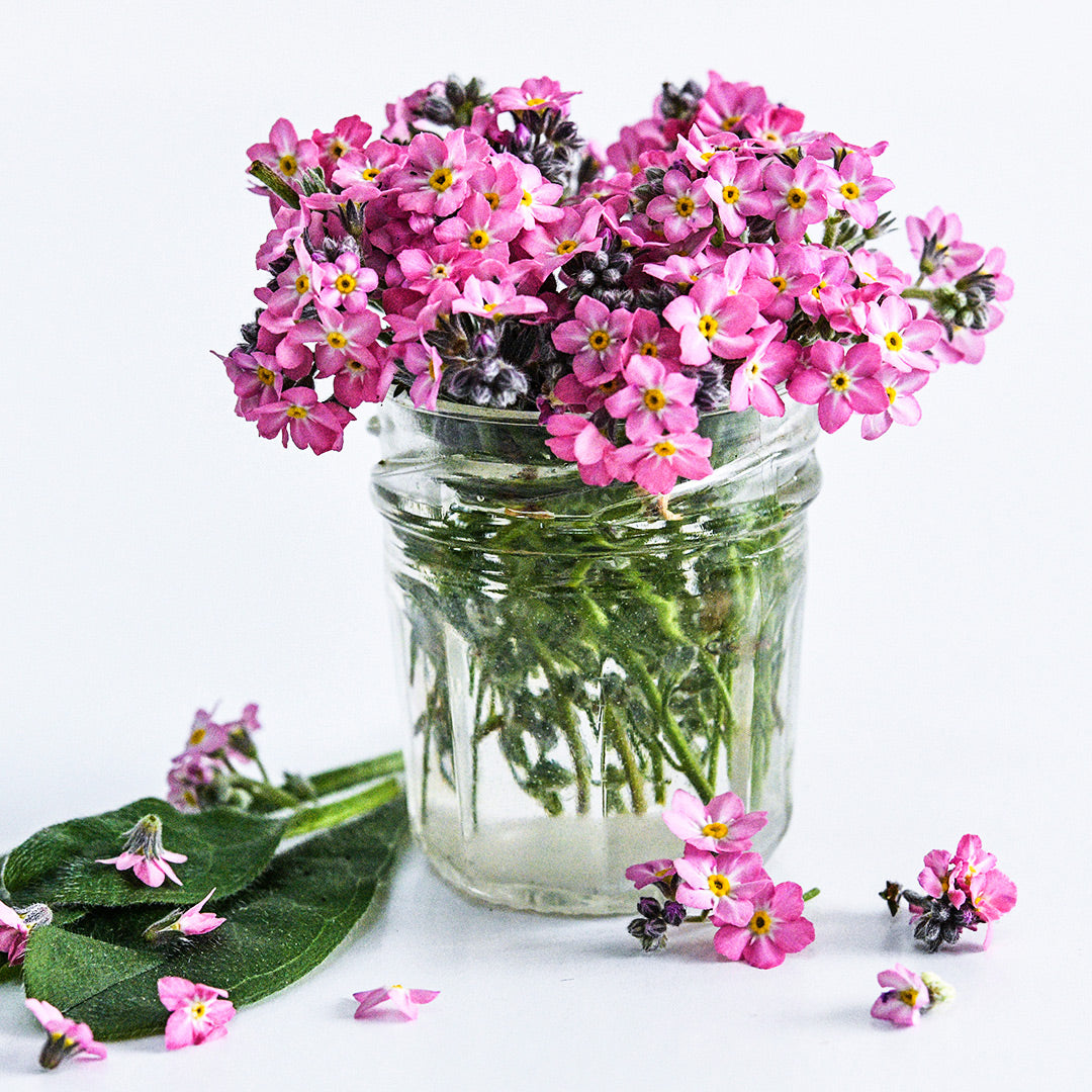 Sylva Rosylva Forget-Me-Not flowers arranged in glass jar on a white background.
