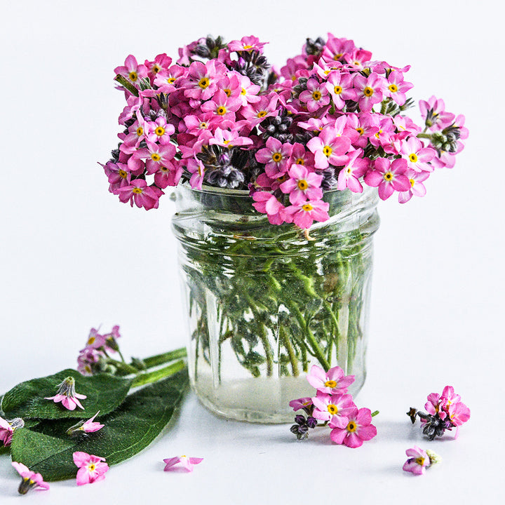 Sylva Rosylva Forget-Me-Not flowers arranged in glass jar on a white background.