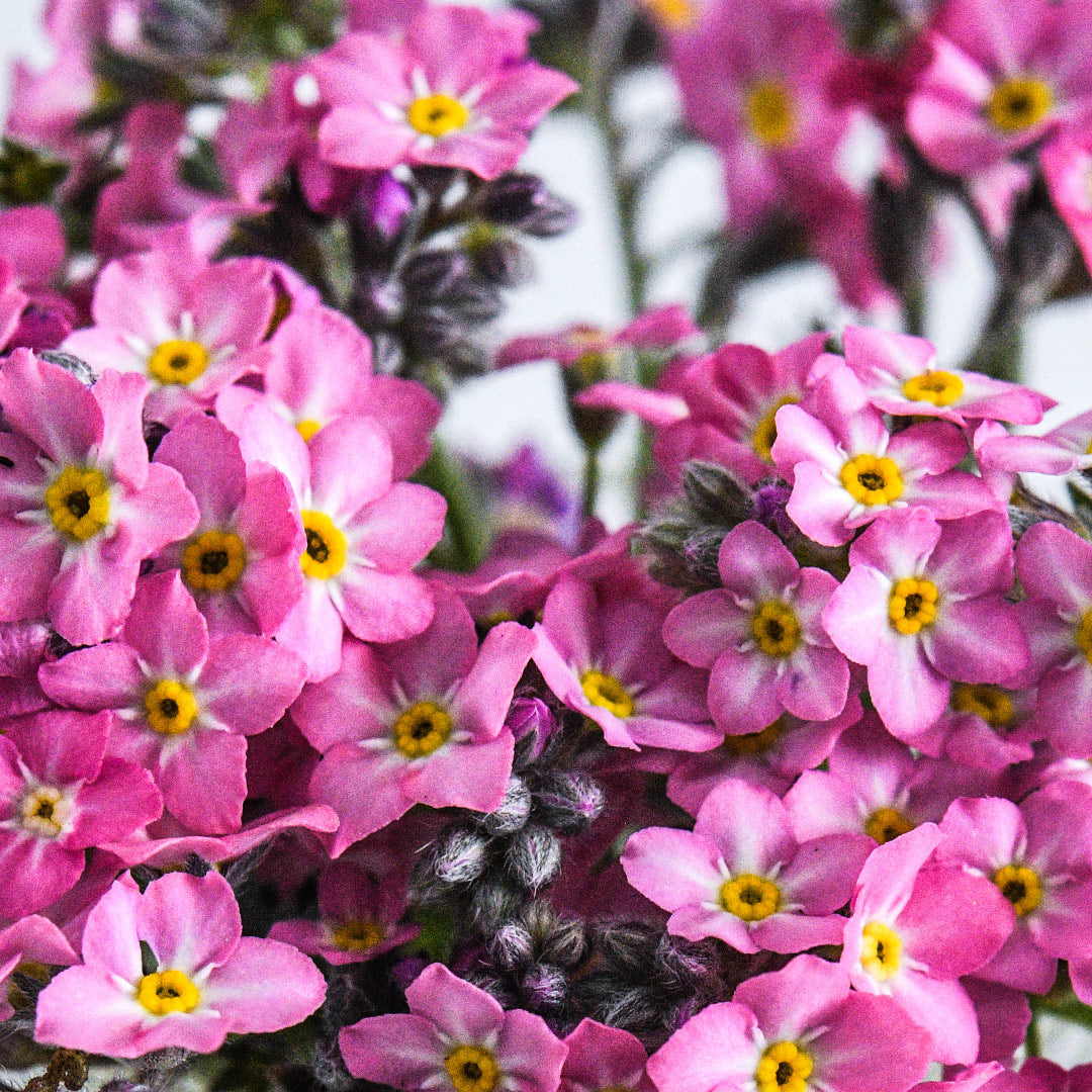 A close-up macro view of Sylva Rosylva Forget-Me-Not flowers.