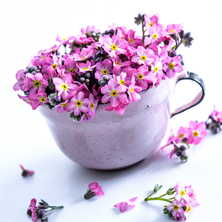 An arrangement of Sylva Rosylva Forget-Me-Not flowers in pink tiny teacup on a white background.