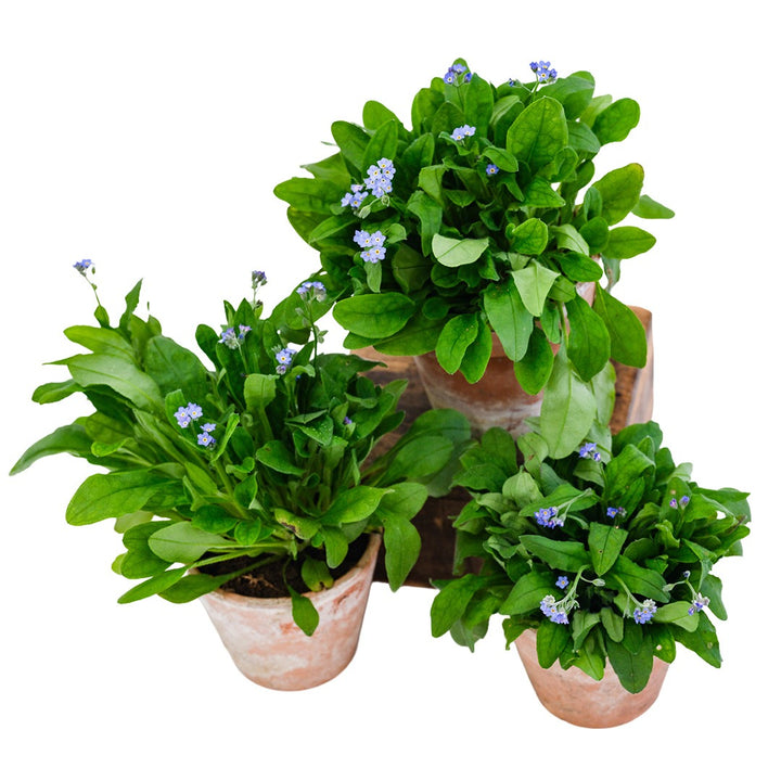 Trio of Bellamy Blue Forget-Me-Nots in terracotta pots on a white background.