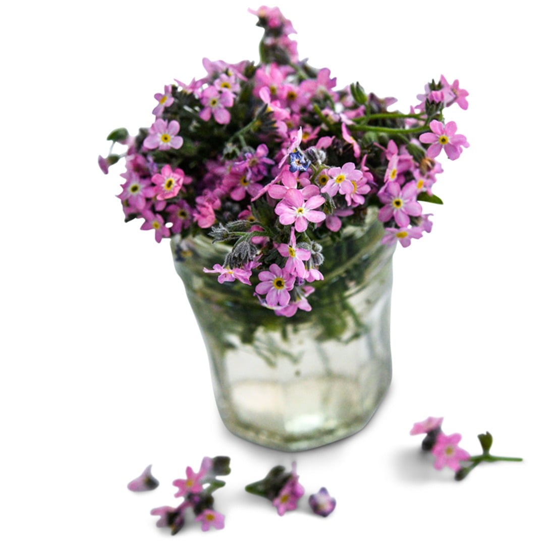 Bellamy Pink Forget-Me-Nots in a glass vase on a white background.