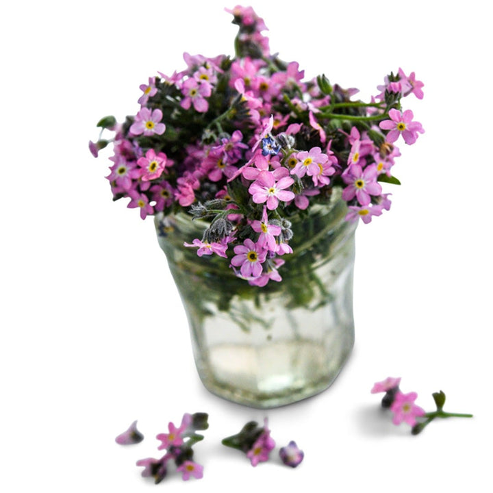Bellamy Pink Forget-Me-Nots in a glass vase on a white background.