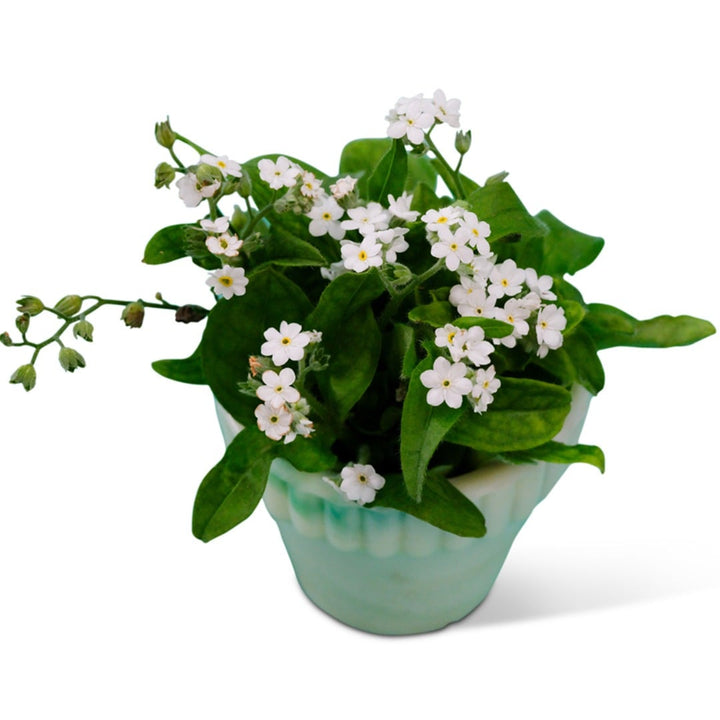 Bellamy White Forget-Me-Nots in a teal pot on a white background.