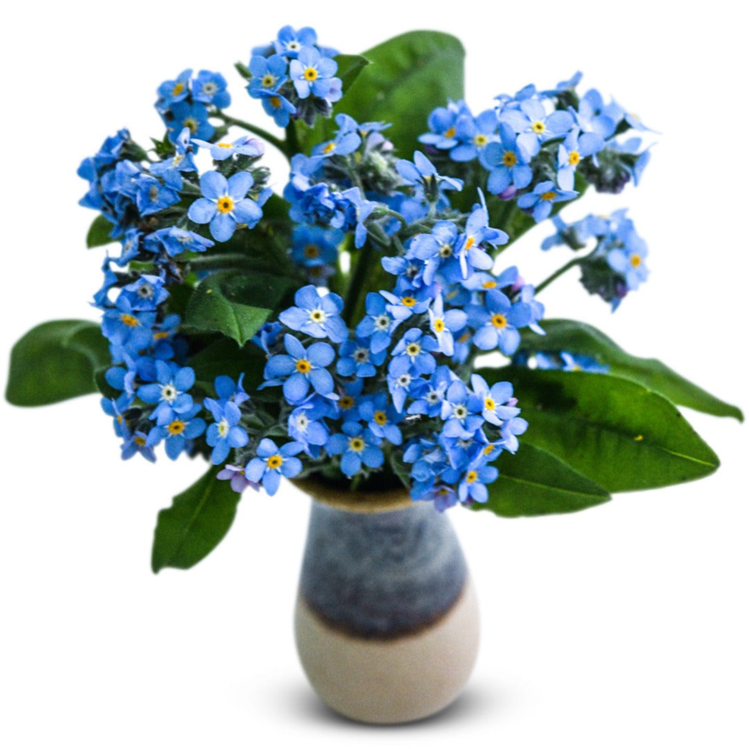 Blue Bird Forget-Me-Nots on a white background.