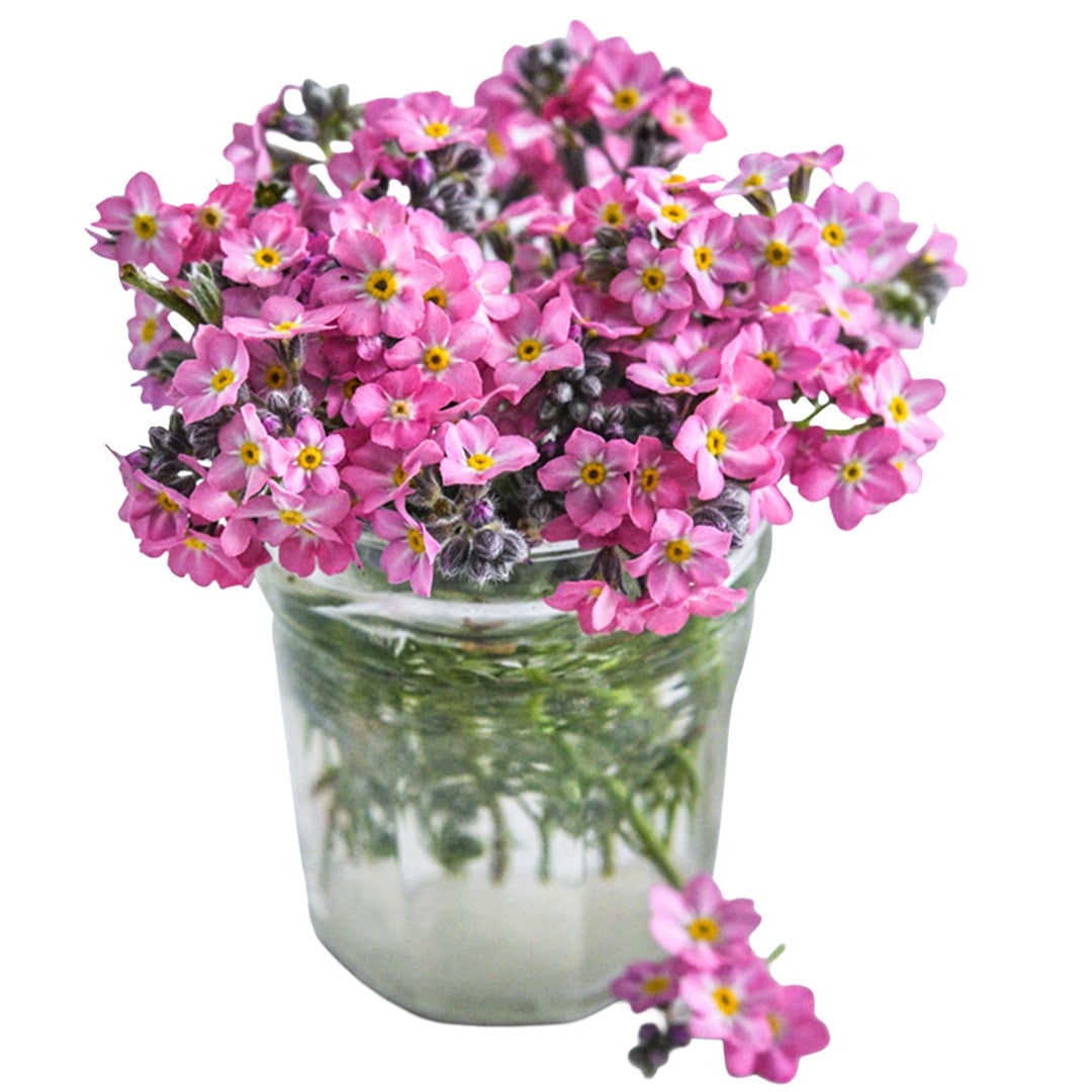 Forget-Me-Not Seeds, Sylva Rosylva