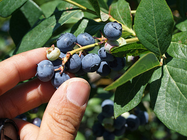 Blueberry, Northcountry (2 plants) March-May. Ships prompt weekly as available.