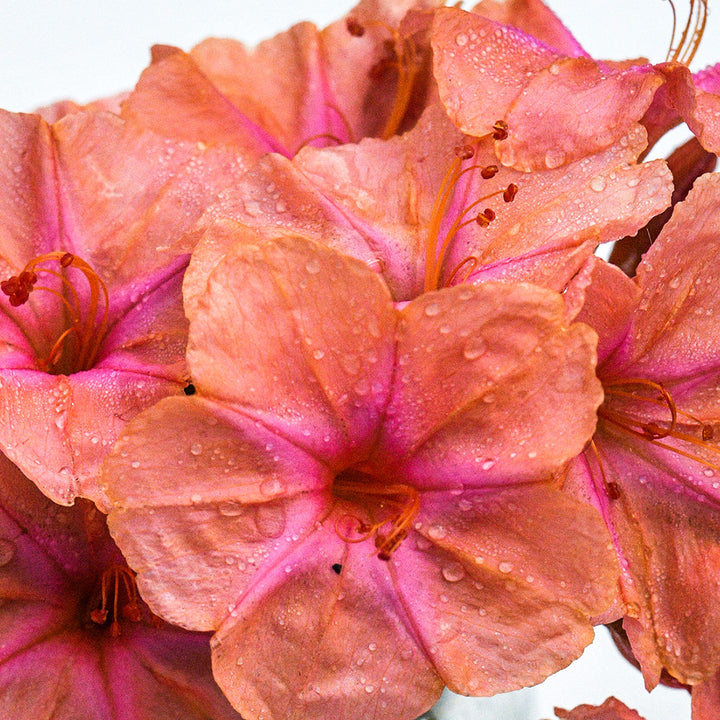 A close-up of dew covered Salmon Sunset Four O'Clock blooms.