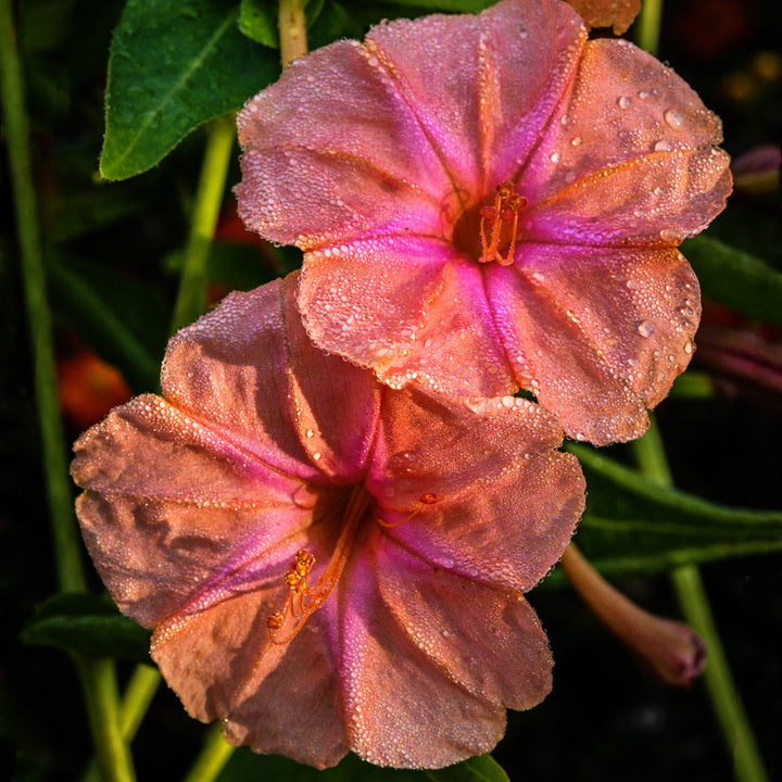 A pair of Salmon Sunset Four O'Clock flowers bloom in the trial gardens at Baker Creek in the early morning.