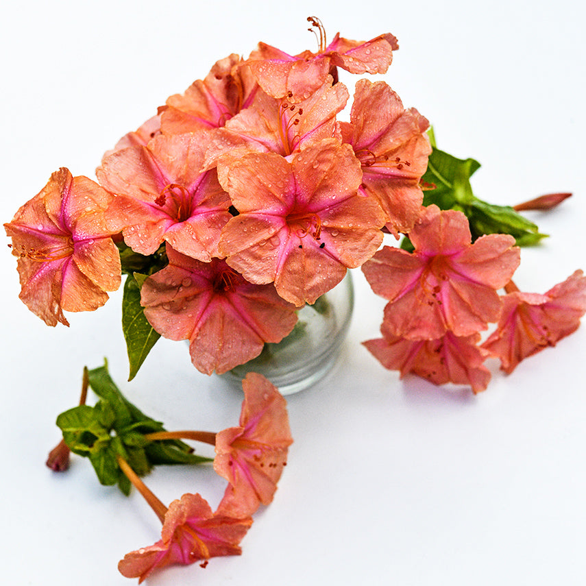 Salmon Sunset Four O'Clocks | Baker Creek Heirloom Seeds
