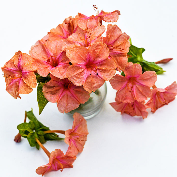 Salmon Sunset Four O'Clock flowers in a glass vase surrounded by blooms on a white background.