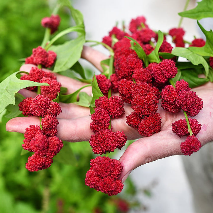 Hands holding Strawberry Spinach with bright red berries in a greenhouse at Baker Creek.