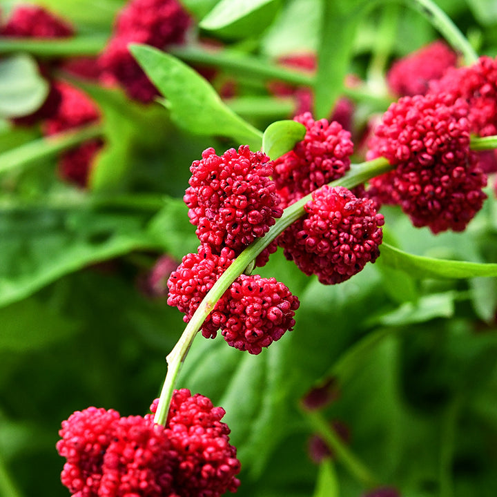 A macro view of Strawberry Spinach berries growing on the plant in the greenhouse at Baker Creek.