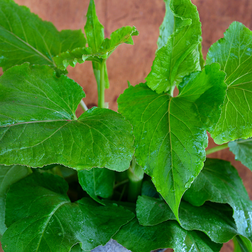A close-up of Gabonese Sorrel leaves against a wooden background.