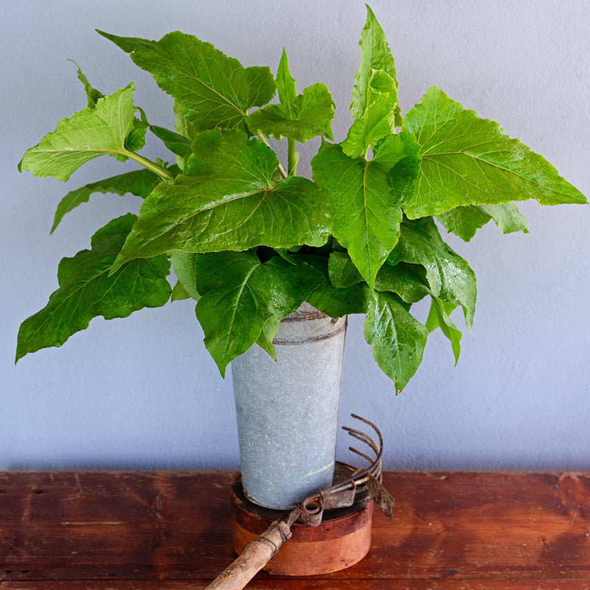 Gabonese Sorrel in an old floral bucket with a vintage gardening tool on a wooden table against a grey wall.