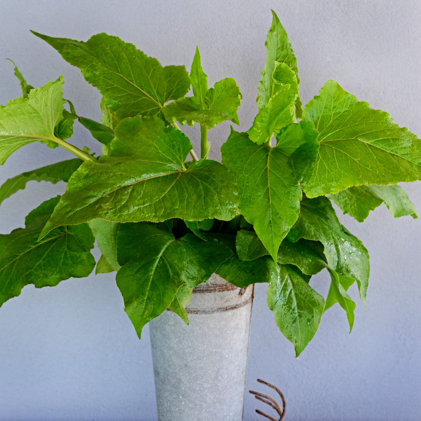 Gabonese Sorrel in florist bucket against a grey wall.