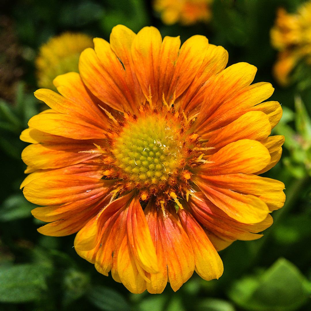 Arizona Apricot Gaillardia flowers growing in the greenhouse at Baker Creek.