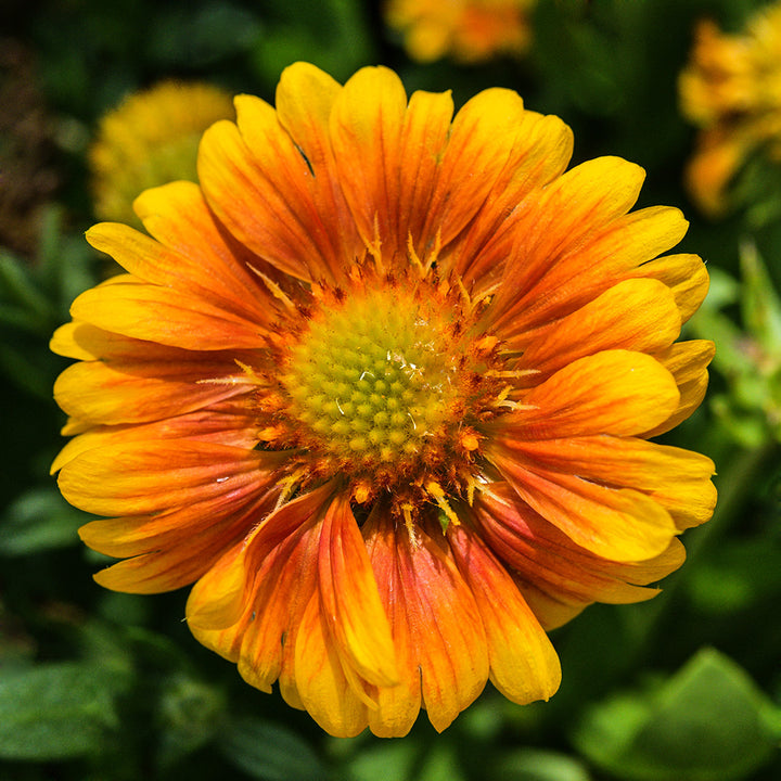 Arizona Apricot Gaillardia flowers growing in the greenhouse at Baker Creek.