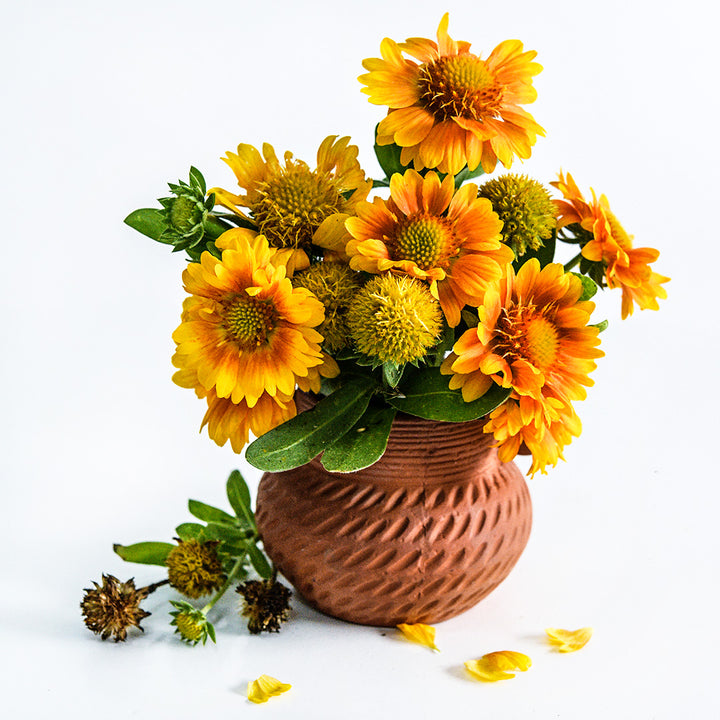 Arizona Apricot Gaillardia arrangement in a terra cotta vase.