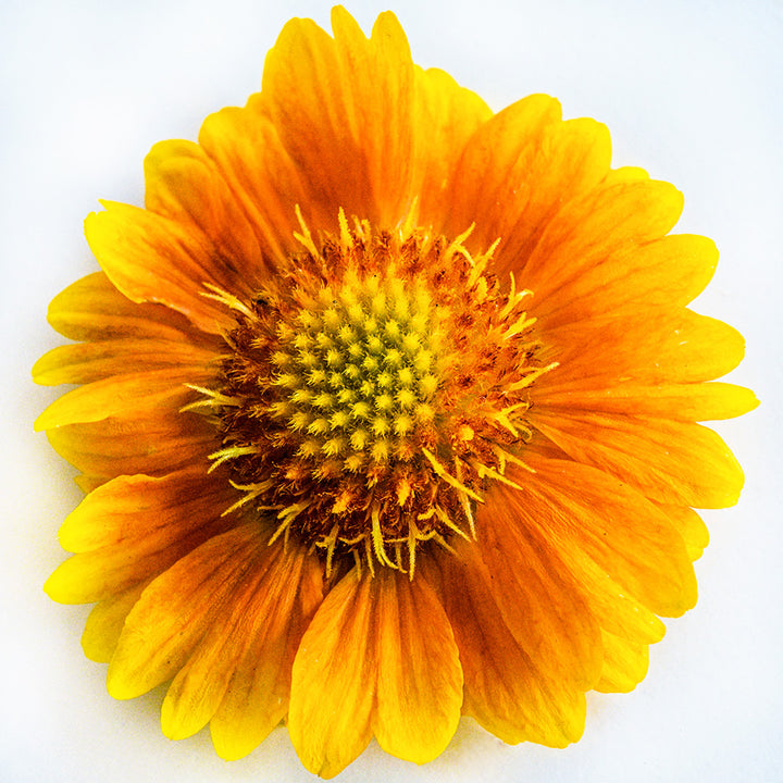 A single Arizona Apricot Gaillardia bloom on a white background.