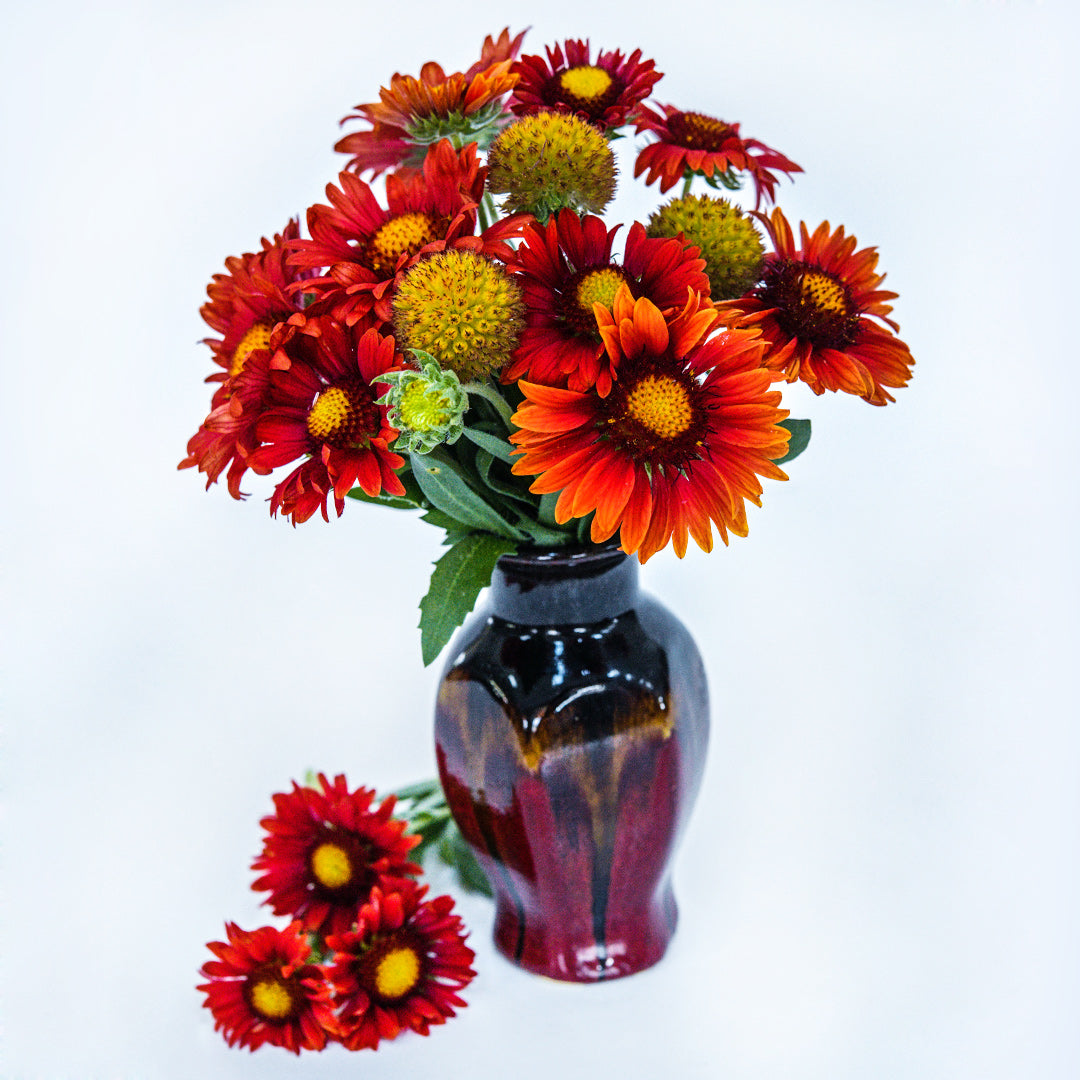 An arrangement of Arizona Red Shades Gaillardia in a ceramic pot against a bright white background.
