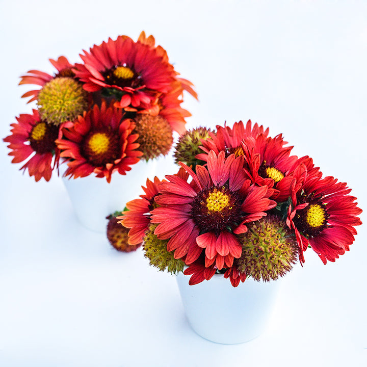 Two white vases full of Arizona Red Shades Gaillardia arrangements on a white background.
