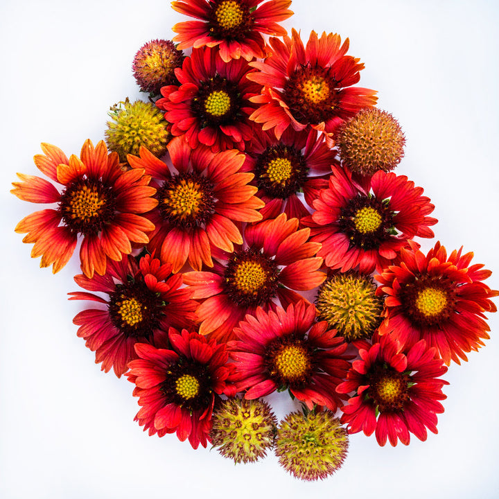 Arizona Red Shades Gaillardia blooms arranged on a white background.