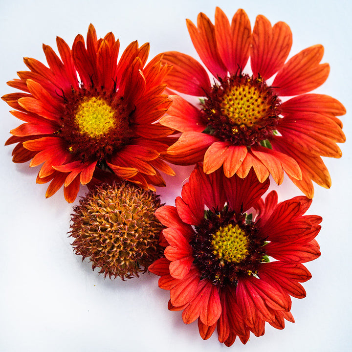 A close-up macro view of several Arizona Red Shades Gaillardia flowers on a white background.
