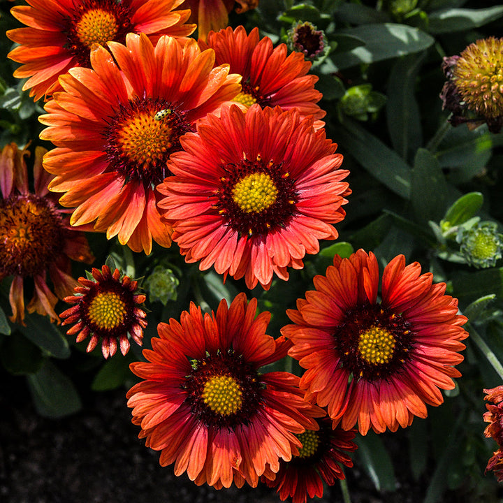 Arizona Red Shades Gaillardia growing in the gardens at Baker Creek.