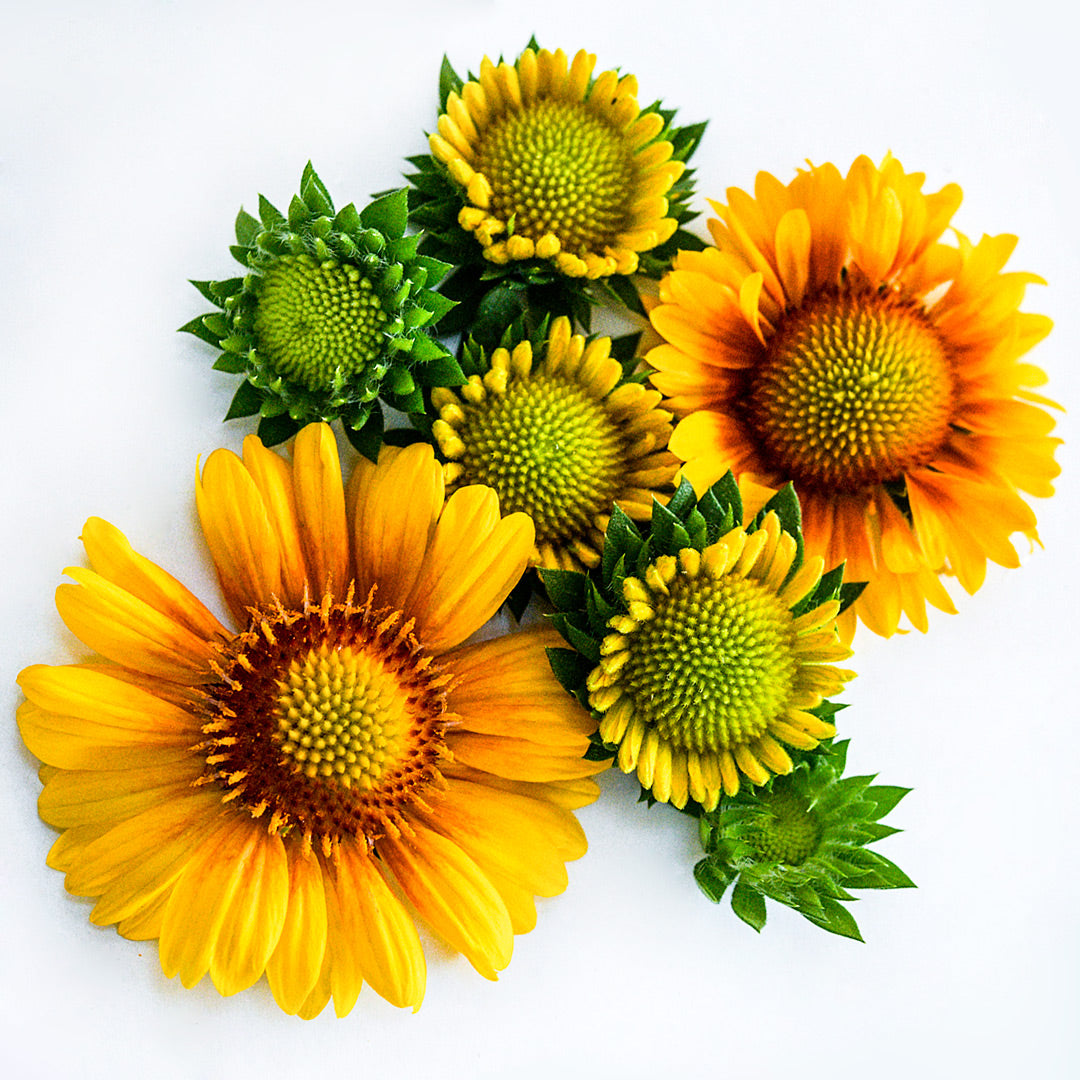 Arizona Apricot Gaillardia flowers arranged on a white background.