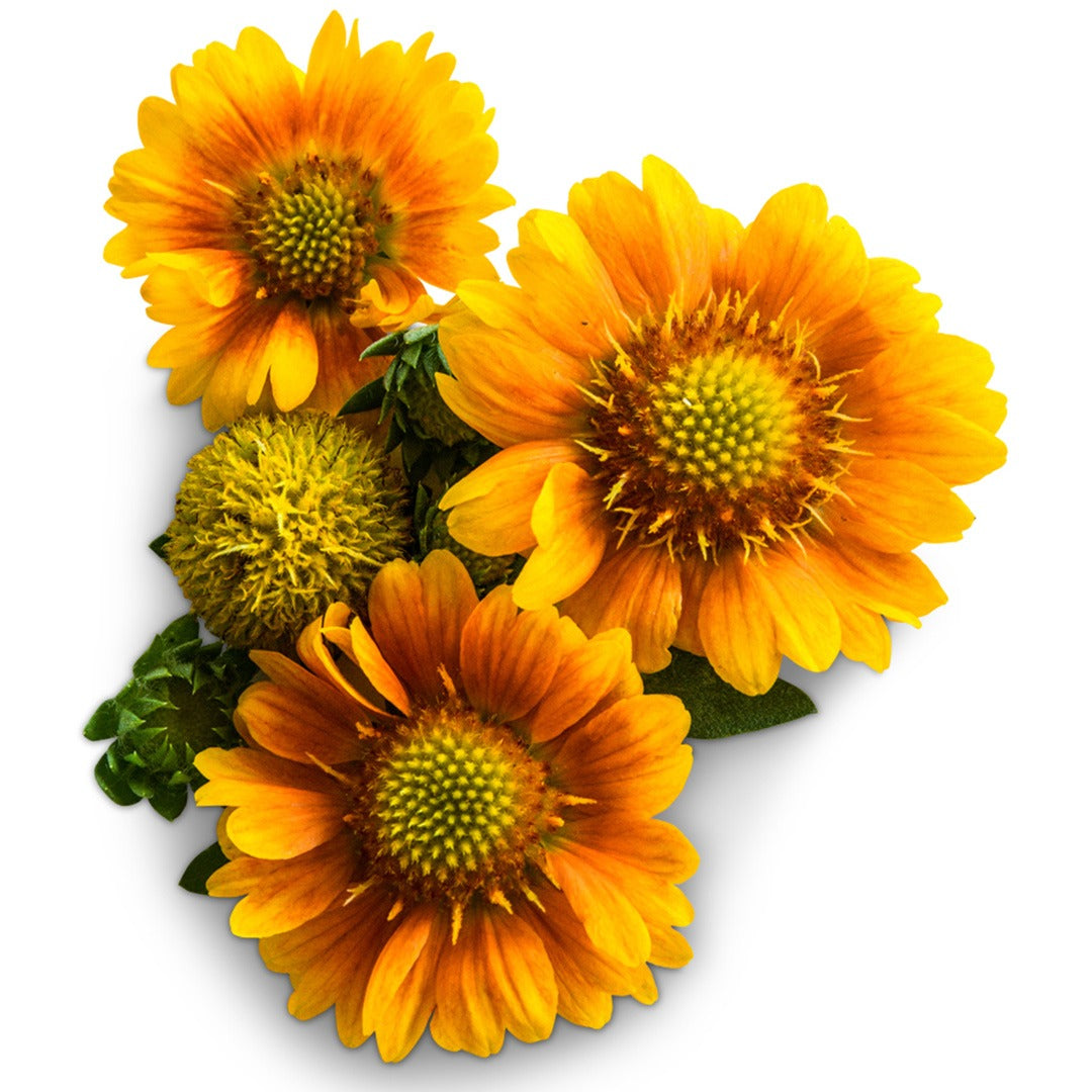 Trio of Arizona Apricot Gaillardia on a white background.