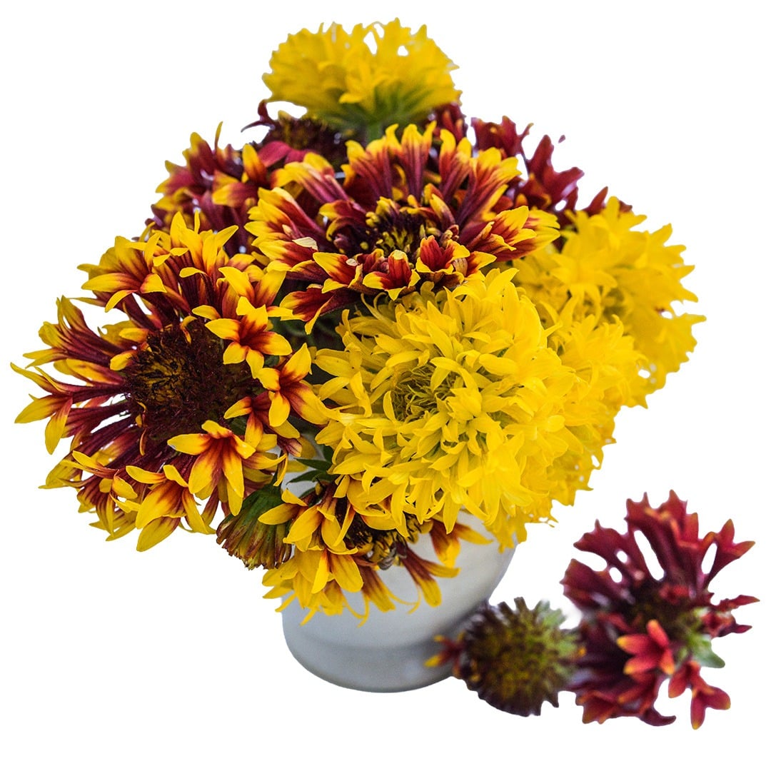 Bouquet of Double Sunset gaillardia in a white vase on a white background.