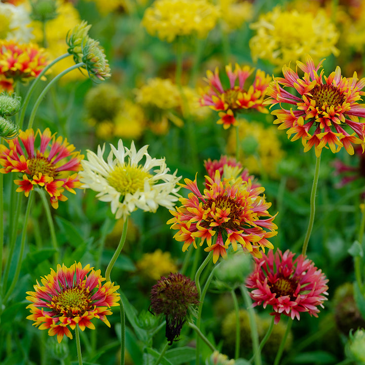 Double Sunset Gaillardia growing in garden.
