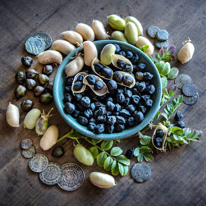 Kabouli Black Garbanzo Beans in a blue bowl surrounded by pods, foliage and old coins.