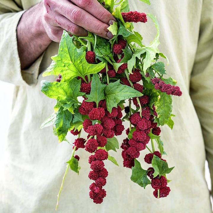 A man in a tunic holding some Strawberry Spinach stems loaded with berries.