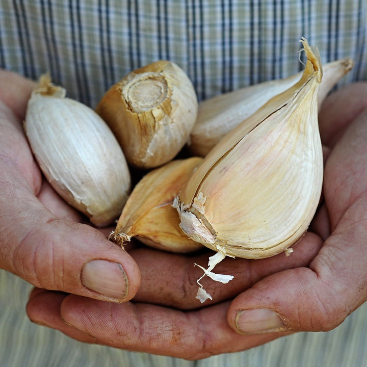 A gardener's hands holding Elephant Garlic cloves.