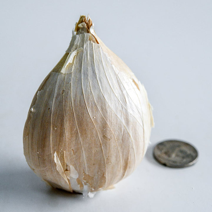 A single giant clove of Elephant Garlic with a buffalo nickel to show size on light background.