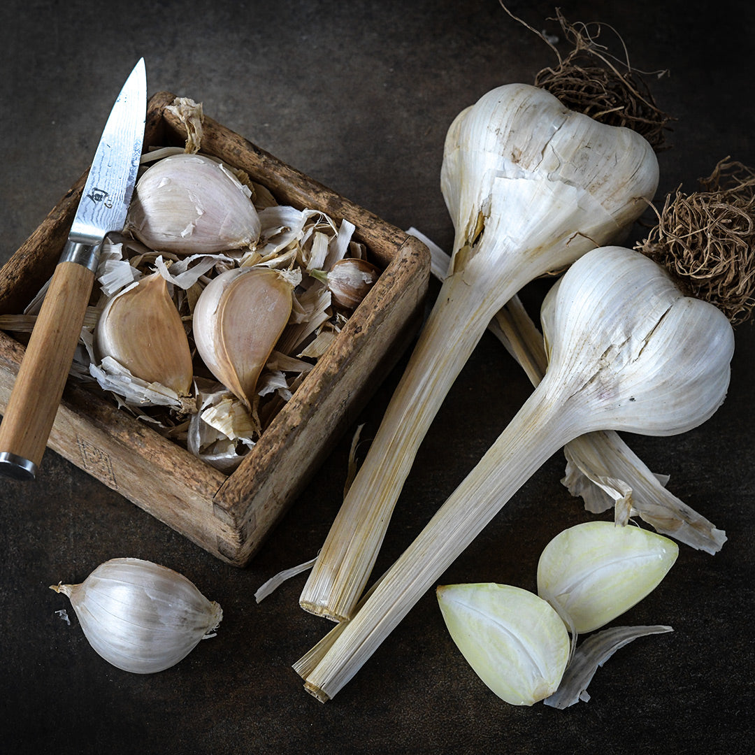 Elephant Garlic bulbs and cloves on dark brown background.