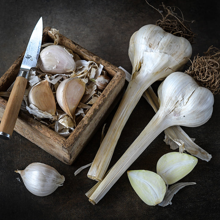 Elephant Garlic bulbs and cloves on dark brown background.