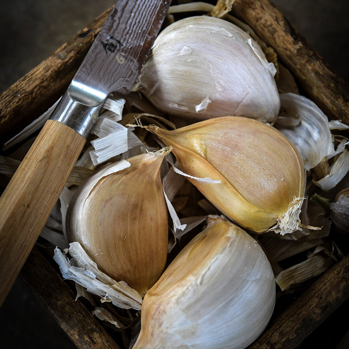 A close-up of giant Elephant Garlic cloves in wooden box with a knife.