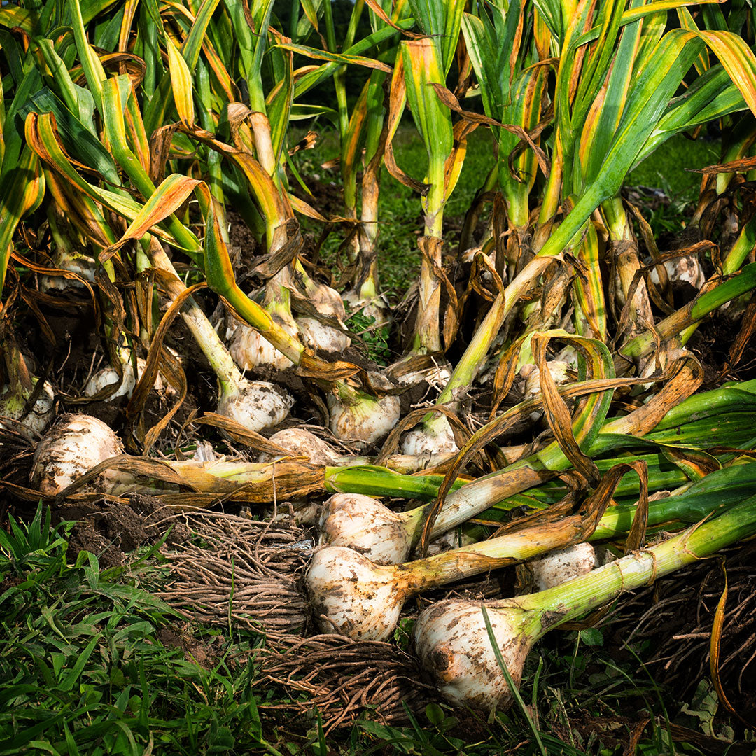 Recently harvested Elephant Garlic bulbs at the Baker Creek farm in Mansfield, Missouri.