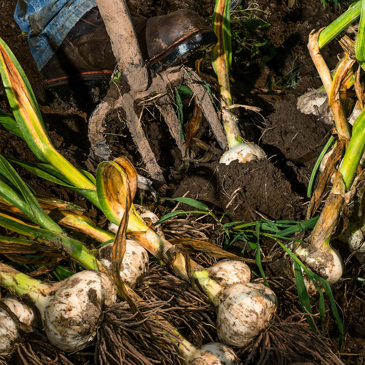 Digging up a healthy harvest of Elephant Garlic cloves at the farm at Baker Creek.