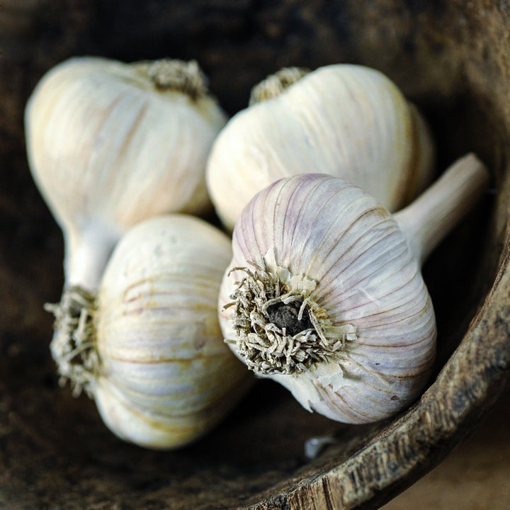 A close-up view of Music Garlic in a dark brown wooden bowl.