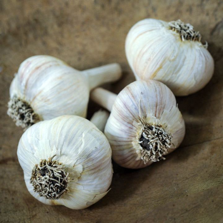 Several Music Garlic Bulbs arranged on a wooden background.