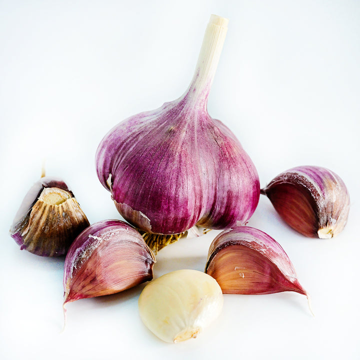 A Russian Inferno Garlic bulb surrounded by cloves on a white background.